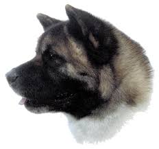 Find akita puppies and breeders in your area and helpful akita information. De American Akita Gedrag En Opvoeding