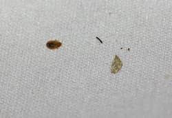 Image result for bed bugs droppings
