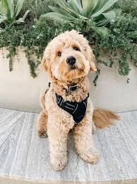 The english teddybear goldendoodle is a smart, friendly and beautiful breed that you will fall in love with. Mini English Goldendoodle Puppies Idaho California Washington