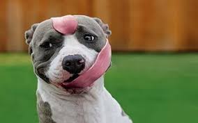 Indir Bulldog Kopek Komik Kopek Masaustu Duvar Kagitlari Funny Animal Pictures Funny Dog Pictures Pitbulls Funny