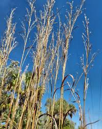 Image result for Andropogon gayanus