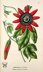 Crimson Passion Flower Passiflora Kermesina As Passiflora Kermesina Var Lemichezi 1817 Botanical Drawings Botanical Illustration Botanical Flowers
