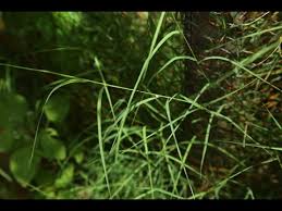 Image result for Cynodon aethiopicus