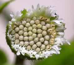 Image result for Eclipta prostrata