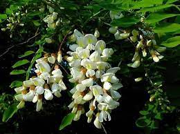 Pin On Medicinal Herbs
