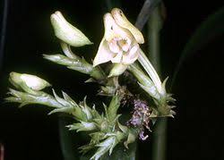 Image result for Polystachya bicarinata