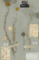 Image result for Helichrysum umbraculigerum