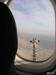 Giraffe Outside An Airplane Window Photo Lol Me Funny Giraffe Giraffe Funny Animals