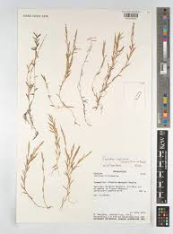 Image result for Coelachne