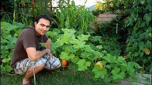 Always wait until danger of frost and all cold weather has past, and the ground has warmed up. Butternut Squash Growing Tips Youtube