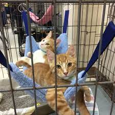 Watch them settle in for the best nap ever! Tczxemiwebfidm