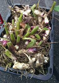 Patio furniture, fire pits & heaters, outdoor lighting Highlight Canna Lily The Organic Forecast