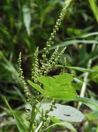 Image result for Amaranthus viridis