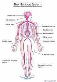 Maybe you would like to learn more about one of these? Anatomy System Human Body Anatomy Diagram And Chart Images Human Body Anatomy Diagrams