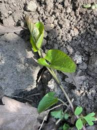 Image result for Erianthemum ngamicum