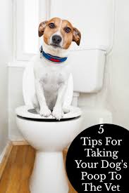 Pin On Dog Health