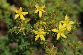 Daugelyje šalių ši šventė ir tam tikros jos. Der Johannistag Am 23 Juni Tradition Aus 2 000 Jahren