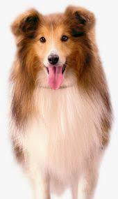 吐舌头的狗狗高清素材 吐舌头宠物毛发狗 免抠png 设计图片免费下载 corgi animals dogs