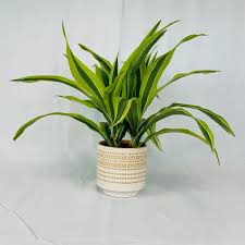 Image result for Dracaena fragrans