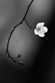 This Photo Works Very Well Because They Focused In On One Flower And The Rest Of The Bac White Photography Black And White Photographs Black And White Pictures