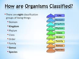 Classification The Animal Kingdom Ppt Video Online Download