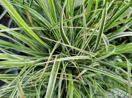 Image result for Carex sp.no.1