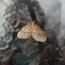 Image result for Operophtera brumata