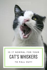 Vacuuming and sweeping is a routine chore in any cat home. Is It Okay For A Cat S Whiskers To Fall Out Handling Whisker Loss