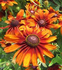 Image result for Renealmia susanneae-katziae