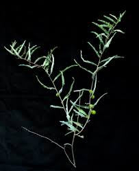 Image result for Adenia zambesiensis