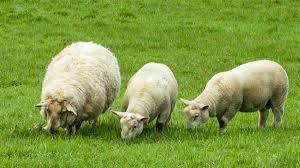 Carmarthenshire sheep farmer wins prestigious award