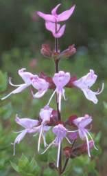 Image result for Syncolostemon