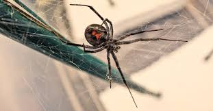 Why do black widows have oily legs? Spiders Weave A Web Of Memories
