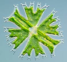 Image result for Micractis