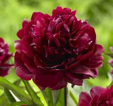 We did not find results for: Deta 1149 Planting Peonies Beautiful Flowers Peonies Garden