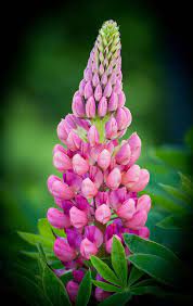 Pin On Gardening
