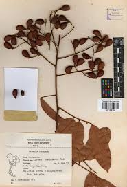 Image result for Connaraceae