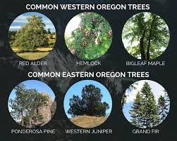 The Tree Identification Guide For Oregonians