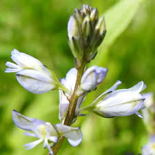 We did not find results for: Piante Con Fiori Viola
