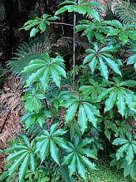 Image result for Astropanax myrianthus