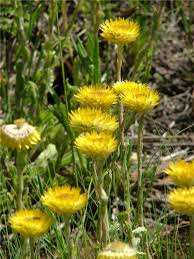 Image result for Helichrysum brassii