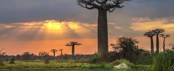 Republika madagaskar, ili madagaskar, je ostrvska zemlja bez kopnenih granica u indijskom okeanu, blizu istočne obale afrike.madagaskar je 4. Freiwilligenarbeit In Madagaskar Projects Abroad