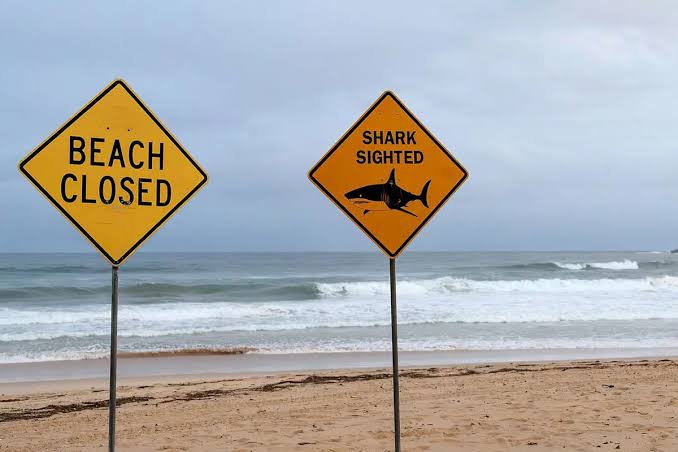 Fourth of July Shark Incidents Raise Safety Concerns at U.S. Beaches