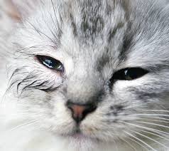If your furry friend isn't sneezing all that sensitive nose: Runny Eyes Are Not Normal Catwatch Newsletter