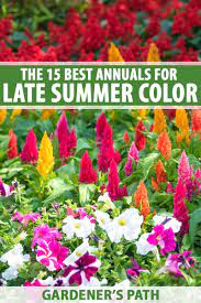 But beyond this simple definition, there is an even wider range of plants that we treat as annuals. The 15 Best Annuals For Late Summer Color Gardener S Path