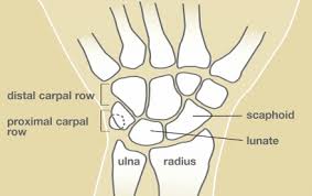 Image result for Scaphoid Bone