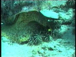 Tapak sulaiman ini akan mati tidak lama lagi kerana mr.x melangkah perlahan menghampiri ratusan tapak sulaiman yang terdampar dan kemudiannya melemparkan seekor demi seekor tapak sulaiman itu. Bagaimana Tapak Sulaiman Mampu Berganda Myrokan