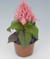 Image result for Celosia elegantissima