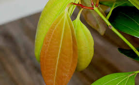 We did not find results for: Cinnamon Tree