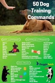 Puppy training camp near me. Puppy Boot Camp Near Me Online Shopping
